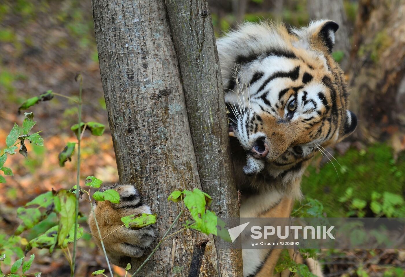 Utyos wildlife rehabilitation center in Khabarovsk Territory