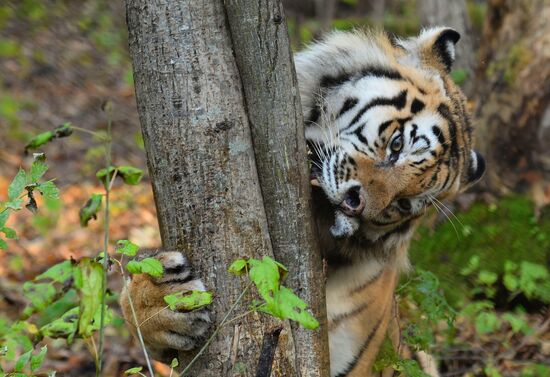 Utyos wildlife rehabilitation center in Khabarovsk Territory