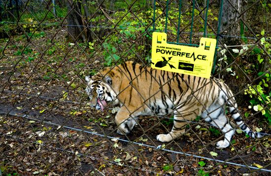Utyos wildlife rehabilitation center in Khabarovsk Territory
