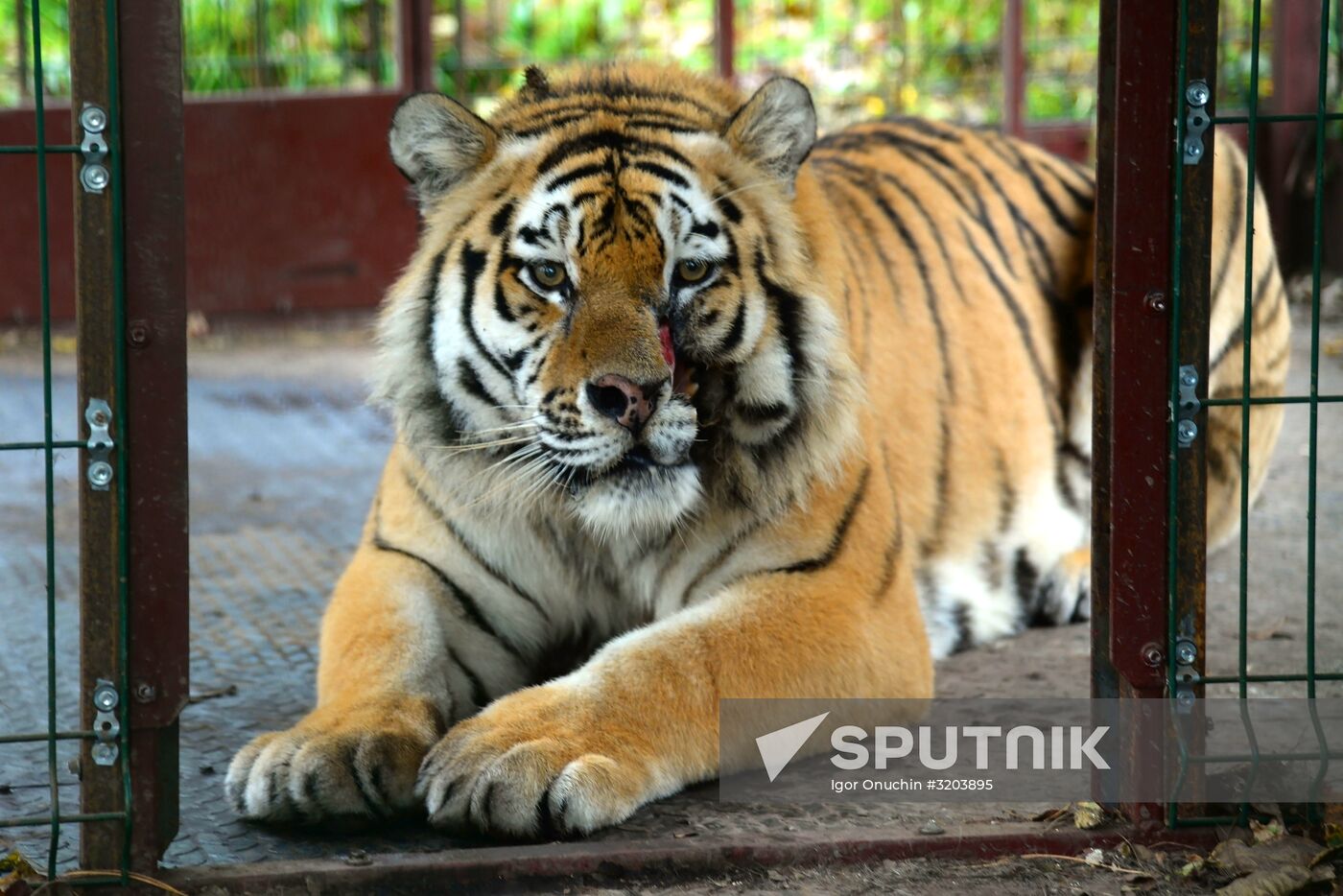 Utyos wildlife rehabilitation center in Khabarovsk Territory