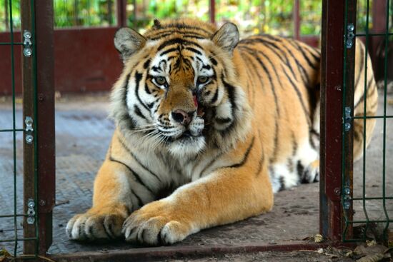 Utyos wildlife rehabilitation center in Khabarovsk Territory