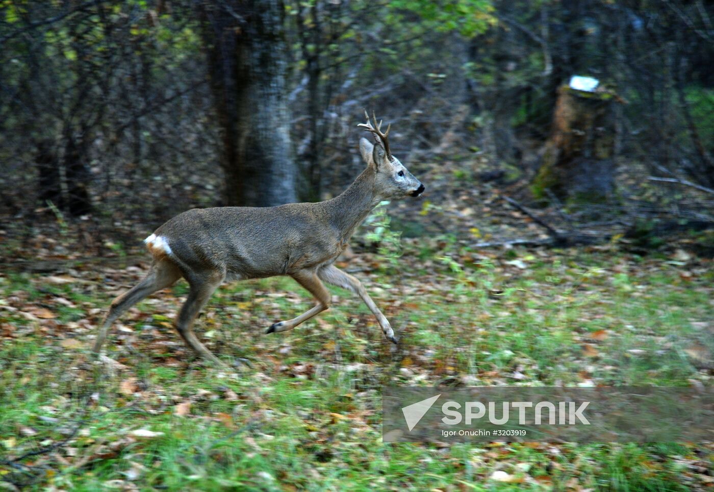 Utyos wildlife rehabilitation center in Khabarovsk Territory