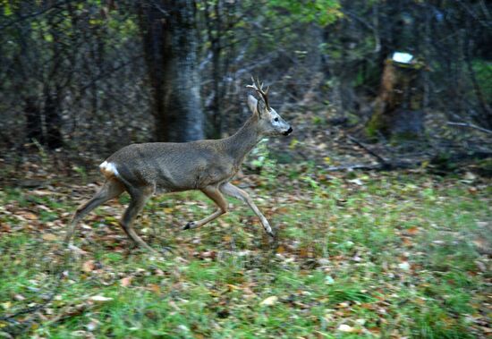Utyos wildlife rehabilitation center in Khabarovsk Territory