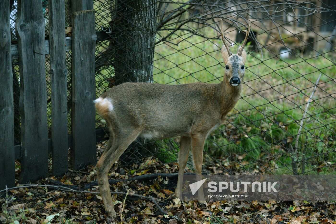 Utyos wildlife rehabilitation center in Khabarovsk Territory