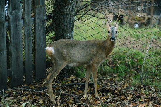 Utyos wildlife rehabilitation center in Khabarovsk Territory