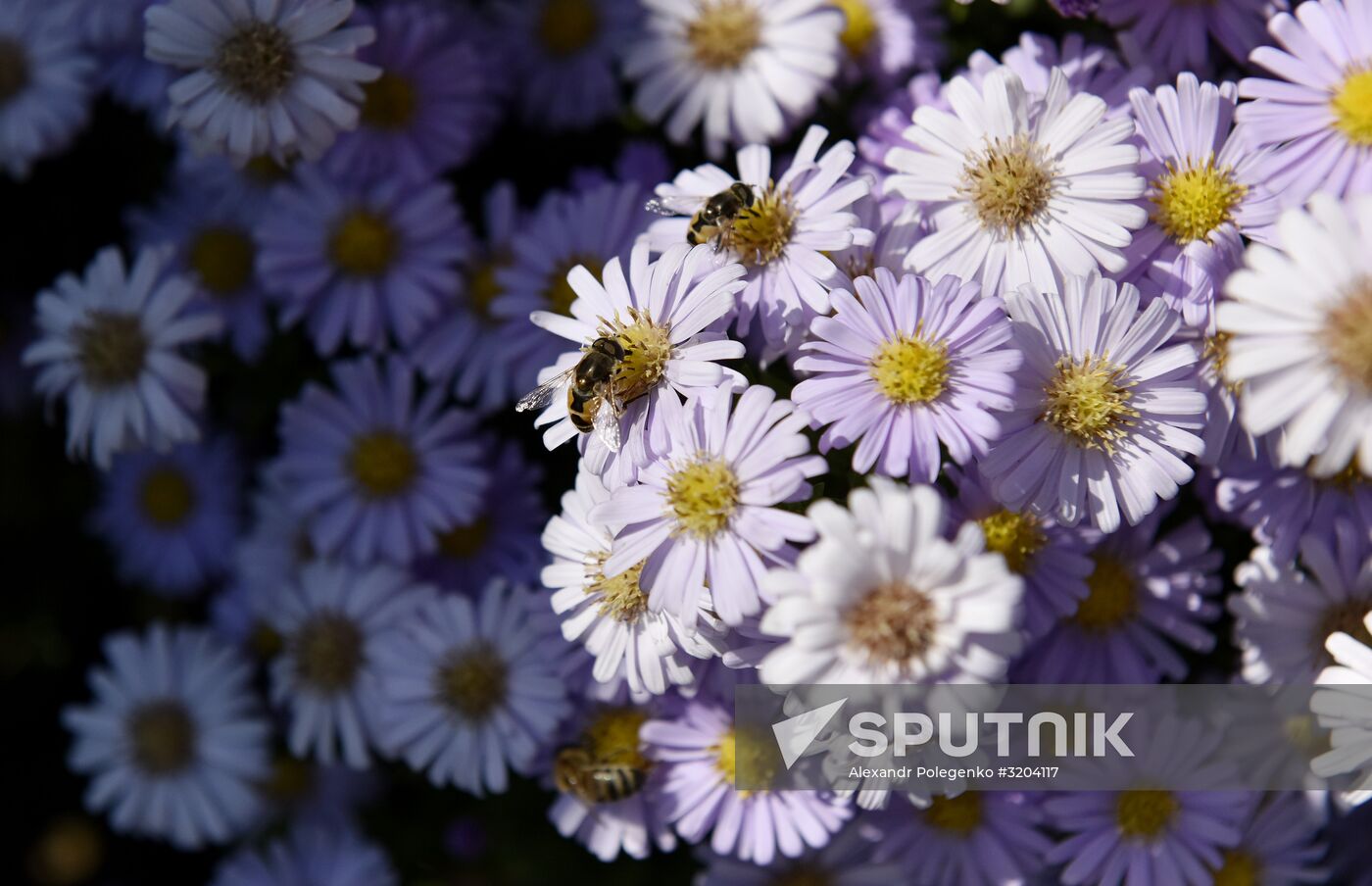 Botanical Garden of Crimean Federal University