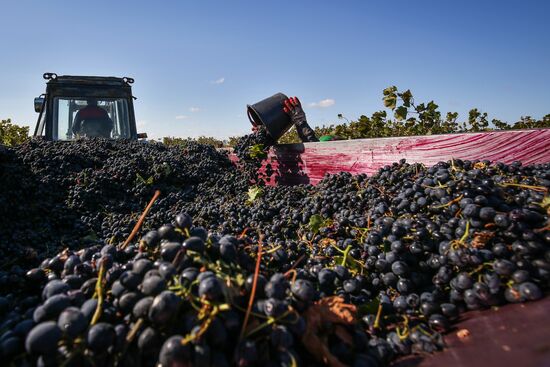 Fanagoria winery in Krasnodar Territory