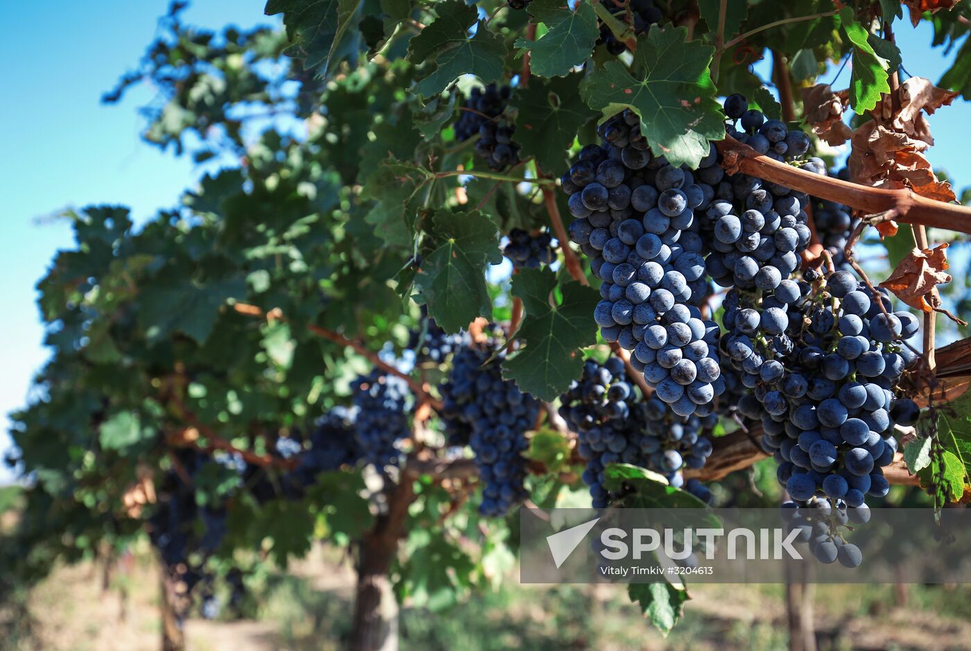 Fanagoria winery in Krasnodar Territory