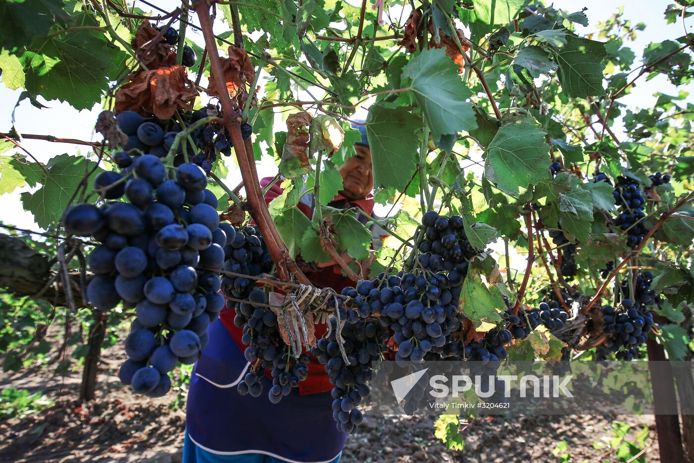 Fanagoria winery in Krasnodar Territory