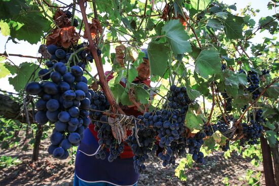 Fanagoria winery in Krasnodar Territory