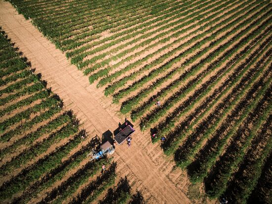 Fanagoria winery in Krasnodar Territory