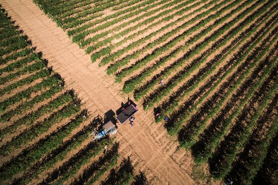 Fanagoria winery in Krasnodar Territory