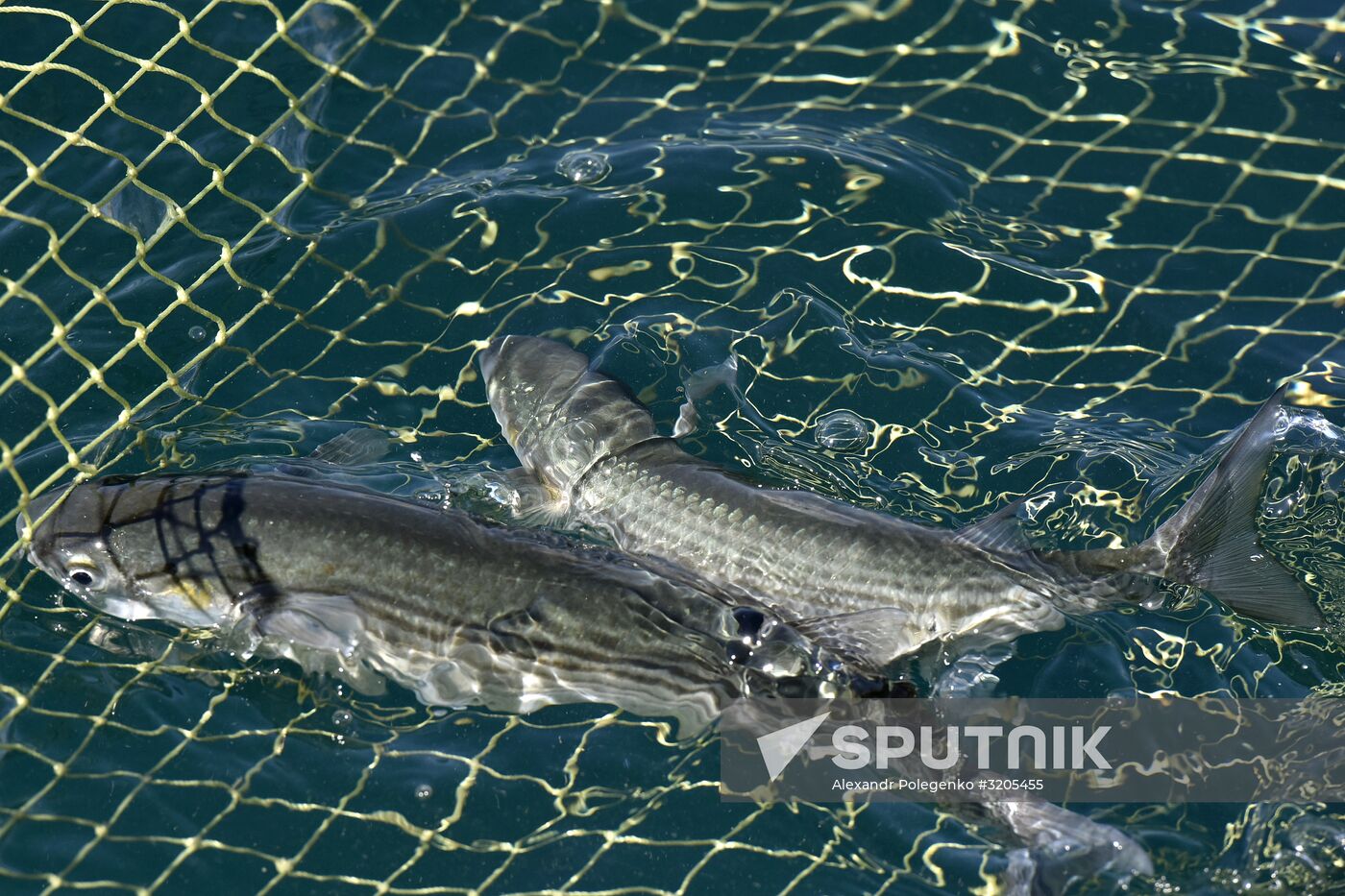 Fishing in Crimea