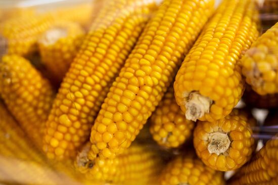 19th Golden Autumn Russian Agricultural Exhibition