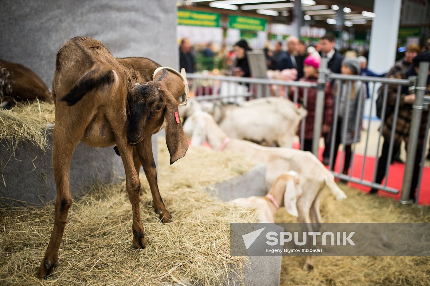 19th Golden Autumn Russian Agricultural Exhibition