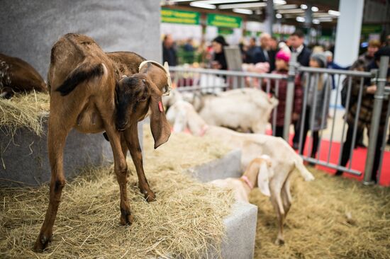 19th Golden Autumn Russian Agricultural Exhibition