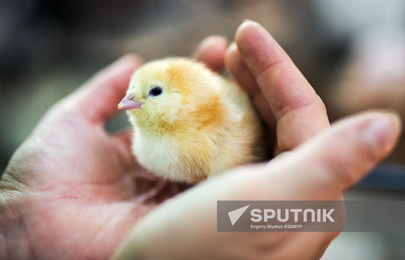 19th Golden Autumn Russian Agricultural Exhibition