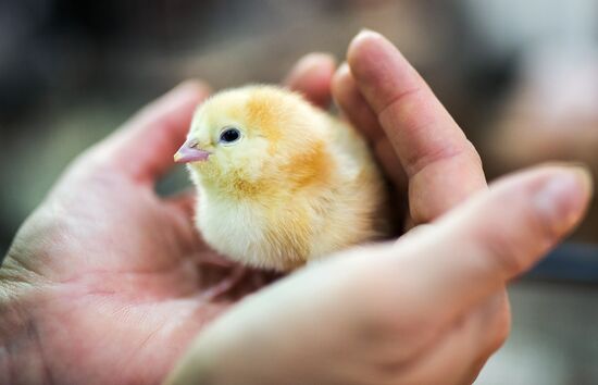 19th Golden Autumn Russian Agricultural Exhibition