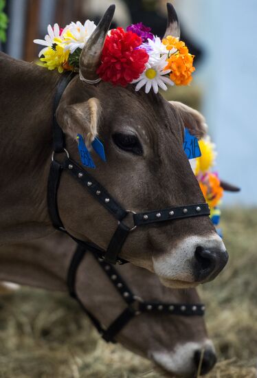 19th Golden Autumn Russian Agricultural Exhibition