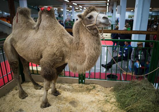 19th Golden Autumn Russian Agricultural Exhibition