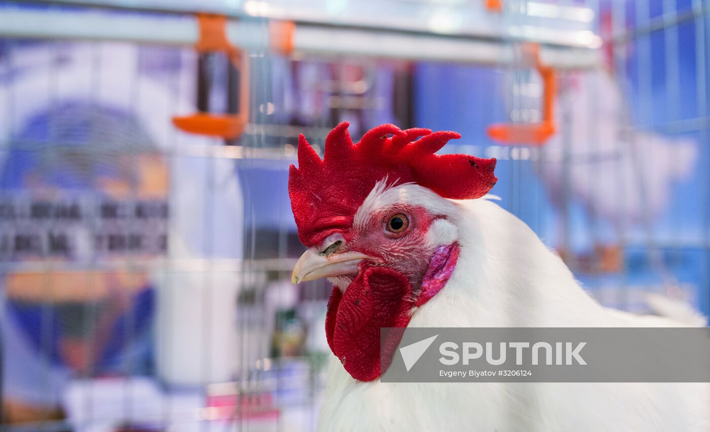 19th Golden Autumn Russian Agricultural Exhibition