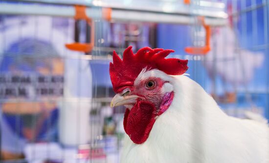 19th Golden Autumn Russian Agricultural Exhibition