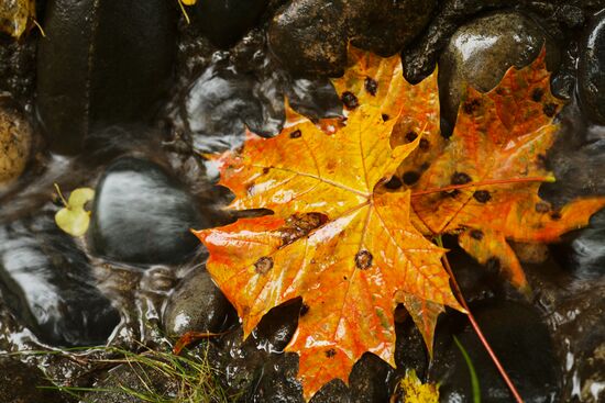 Autumn in Tsaritsyno Park