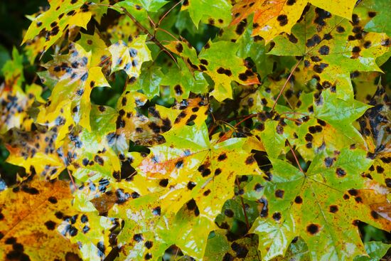 Autumn in Tsaritsyno Park