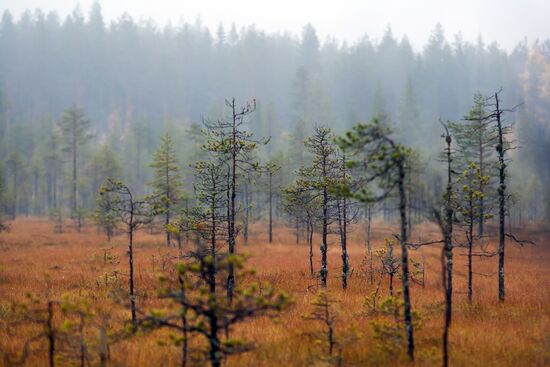 Autumn in Karelia