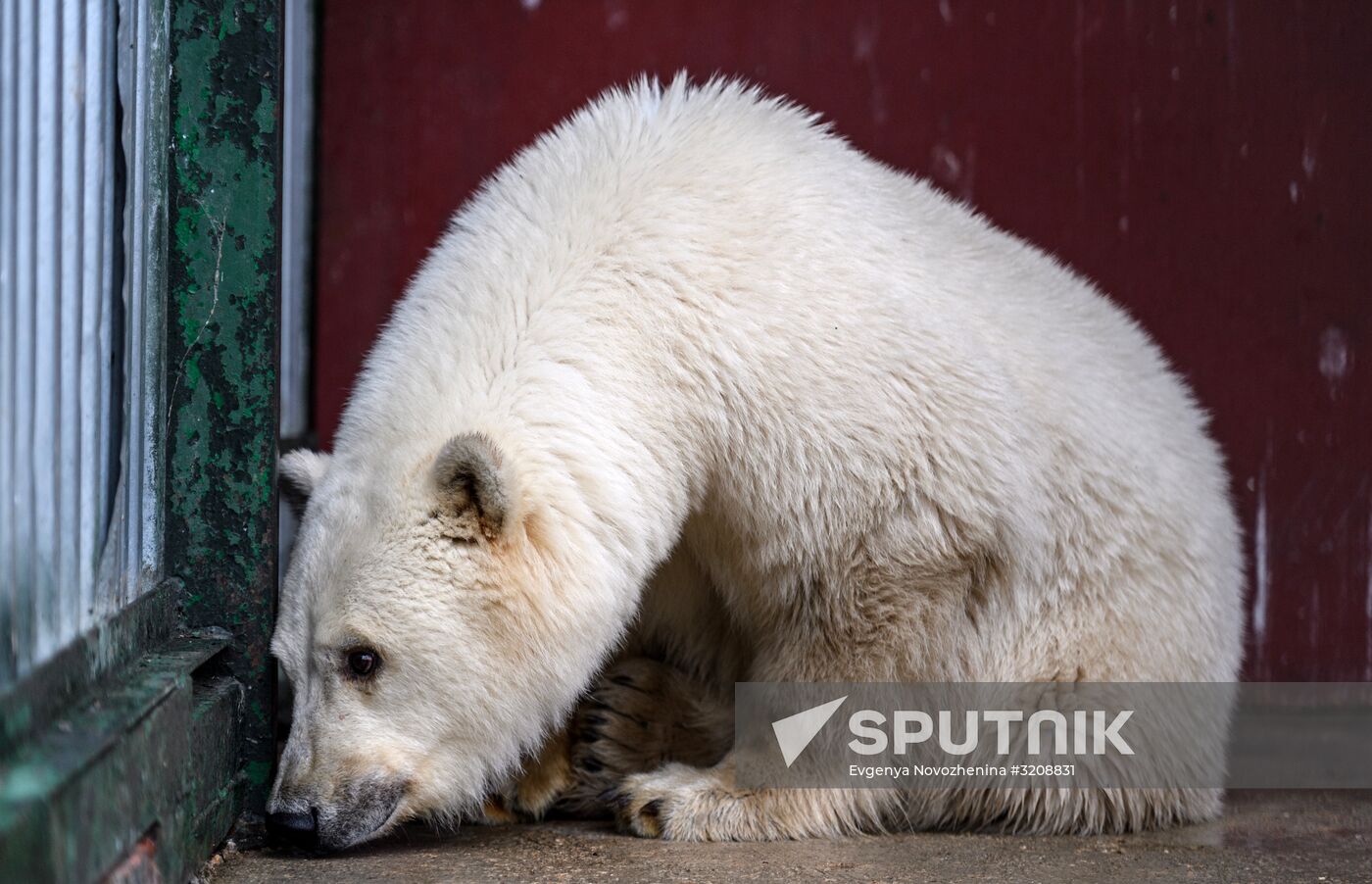 Polar bear cub brought from Yakutia to Moscow Zoo nursery