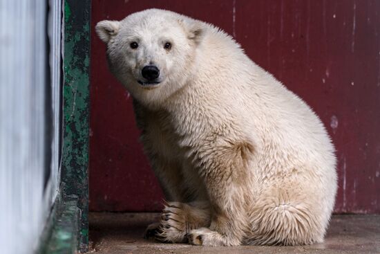 Polar bear cub brought from Yakutia to Moscow Zoo nursery