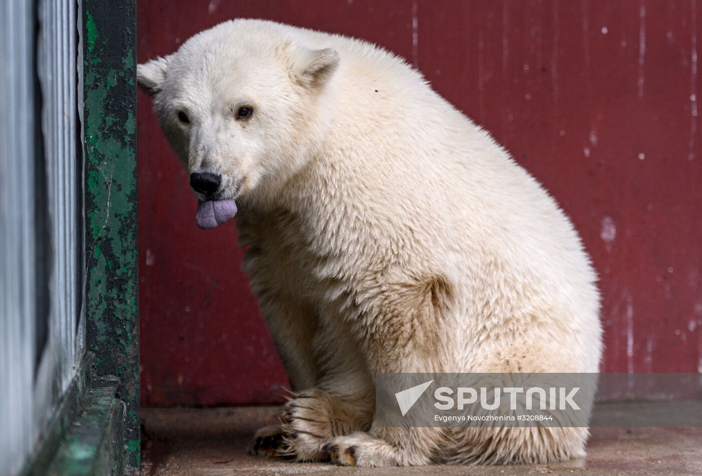 Polar bear cub brought from Yakutia to Moscow Zoo nursery