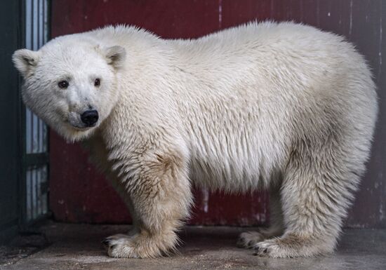 Polar bear cub is brought from Yakutia to Moscow Zoo nursery