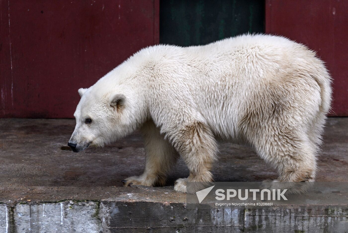 Polar bear cub is brought from Yakutia to Moscow Zoo nursery