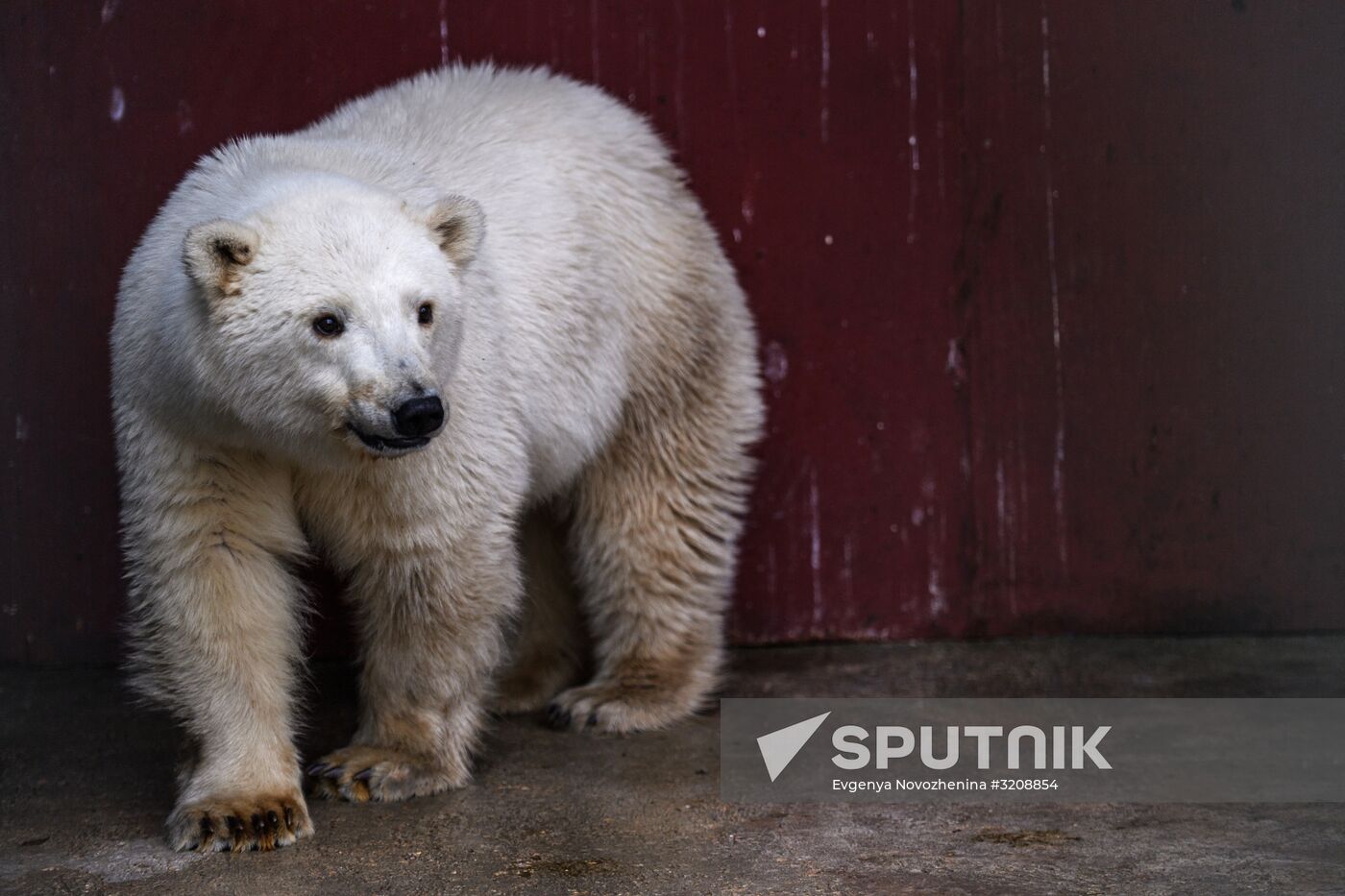 Polar bear cub brought from Yakutia to Moscow Zoo nursery