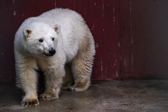 Polar bear cub brought from Yakutia to Moscow Zoo nursery