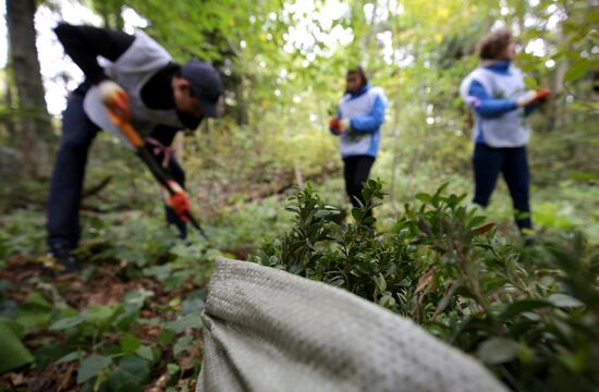 Planting boxwood in Adygea