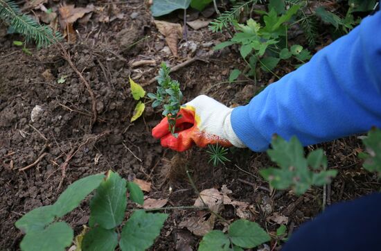 Planting boxwood in Adygea