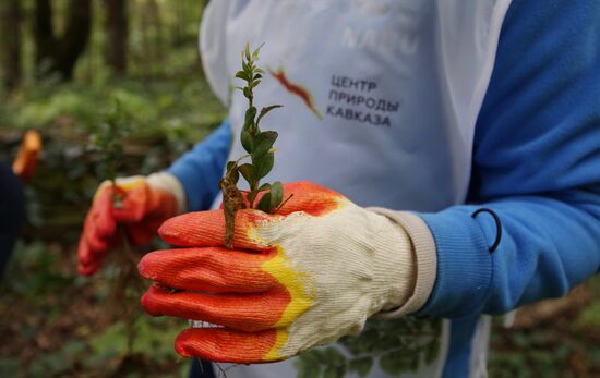 Planting boxwood in Adygea