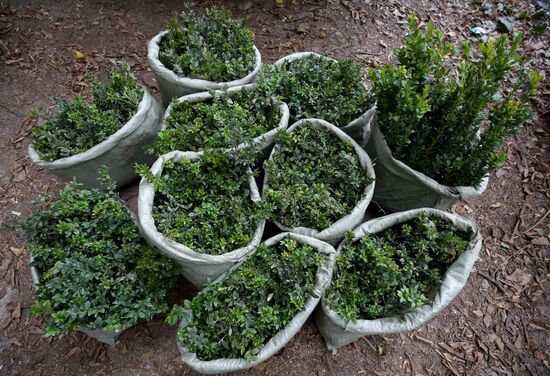 Planting boxwood in Adygea