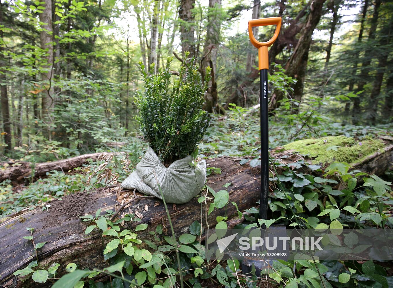 Planting boxwood in Adygea