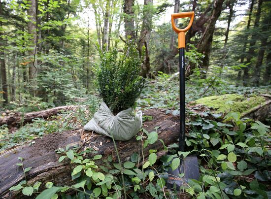 Planting boxwood in Adygea