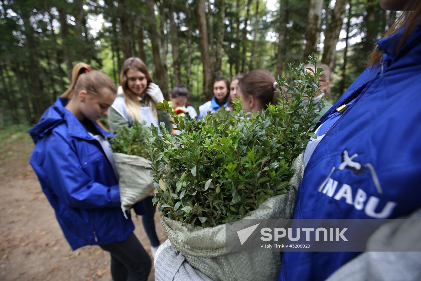 Planting boxwood in Adygea