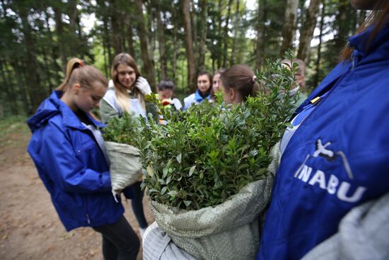 Planting boxwood in Adygea