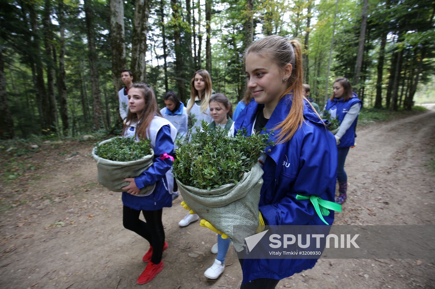 Planting boxwood in Adygea