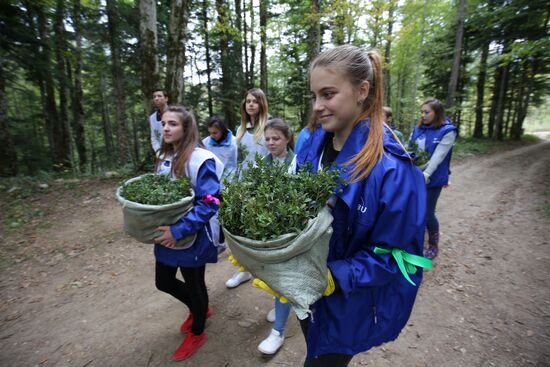 Planting boxwood in Adygea
