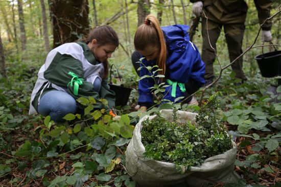 Planting boxwood in Adygea