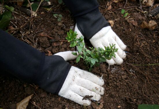 Planting boxwood in Adygea