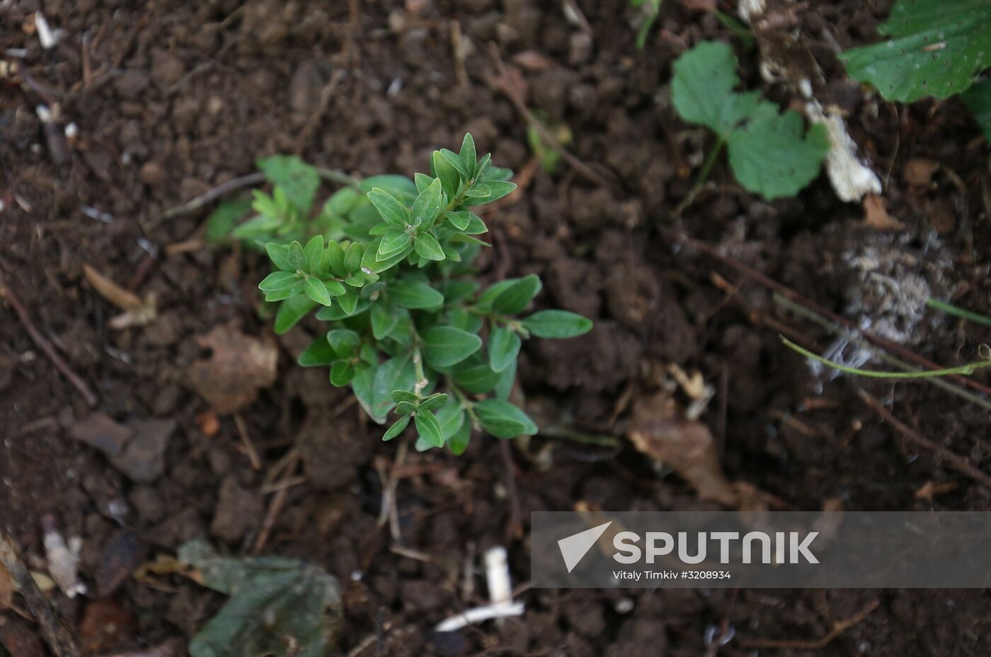 Planting boxwood in Adygea