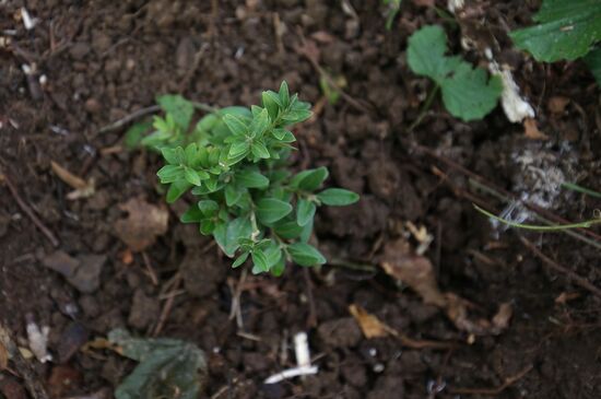 Planting boxwood in Adygea